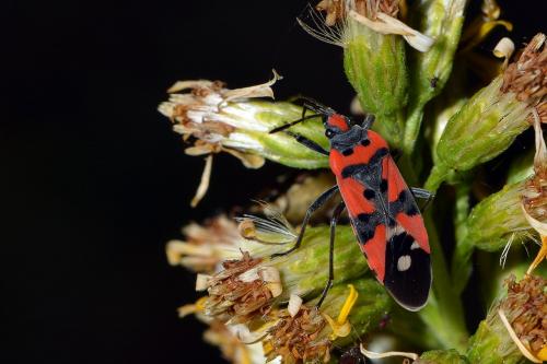 Lygaeus sp.