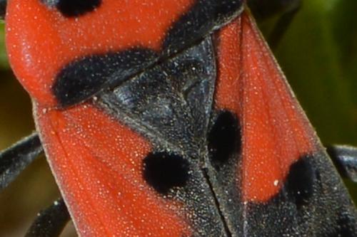 Lygaeus sp.