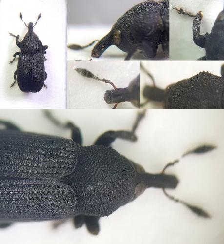 Magdalis exarata