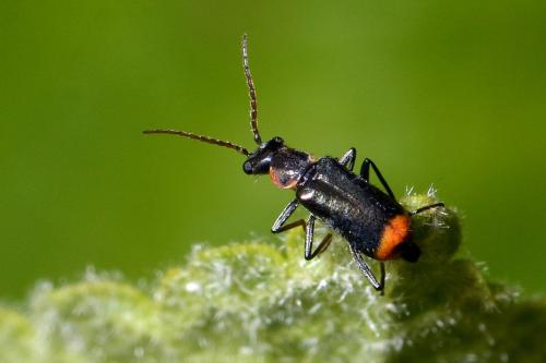 Réf. 215 781 : Axinotarsus marginalis