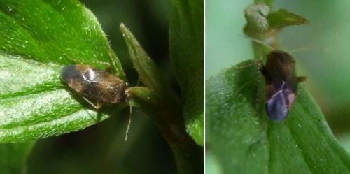 Psallus sp.
