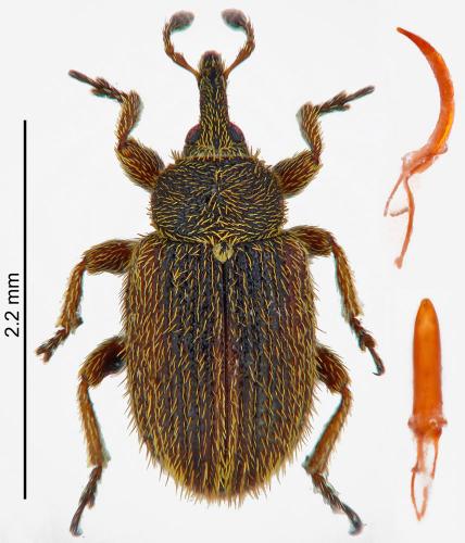 Réf. 215 677 : Gymnetron rotundicolle