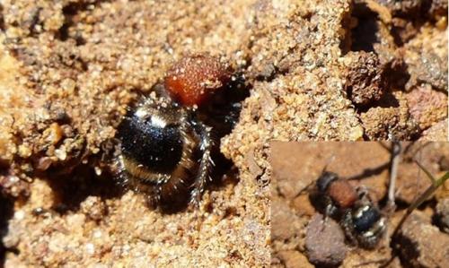Réf. 215 084 : Tropidotilla litoralis