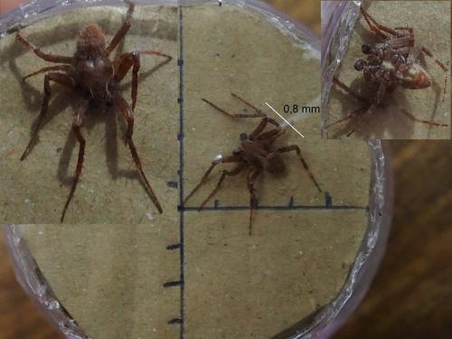 Réf. 215 227 : Neoscona subfusca