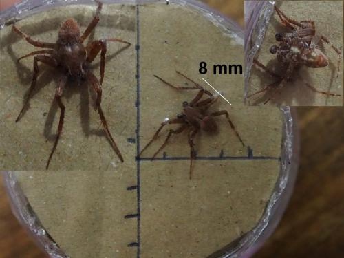 Réf. 215 647 : Neoscona subfusca