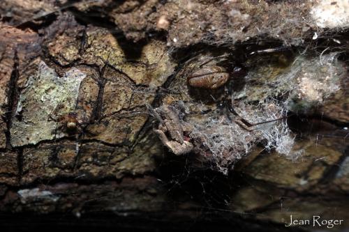 Nephilingis livida