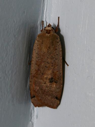 Noctua pronuba