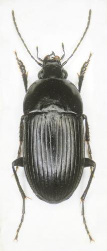 Oodes helopioides