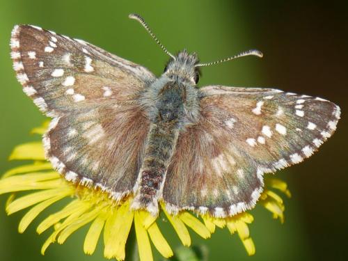 Réf. 215 417 : Pyrgus sp.