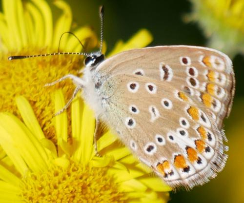 Réf. 215 377 : Polyommatus icarus