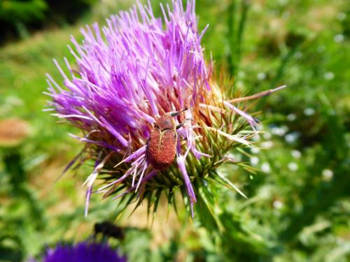 Larinus ochreatus