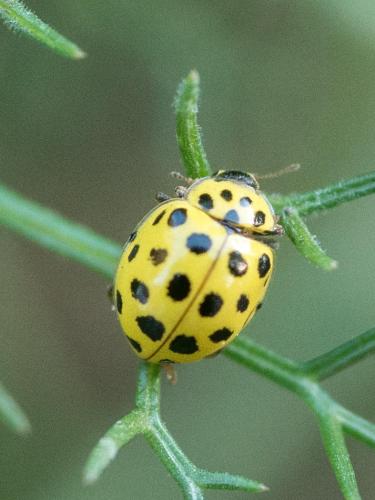 Réf. 215 323 : Psyllobora vigintiduopunctata