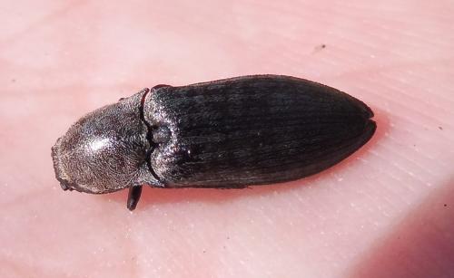 Actenicerus sjaelandicus