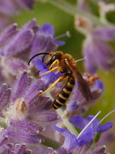 Halictus scabiosae