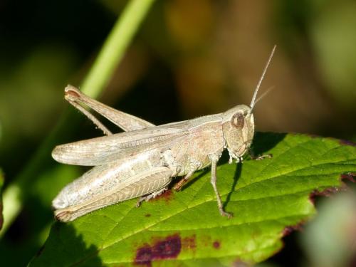 Réf. 215 978 : Chorthippus dorsatus dorsatus