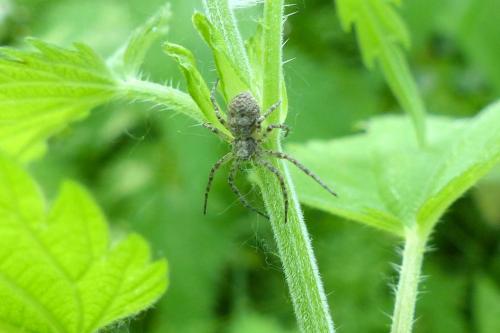 Philodromus sp.