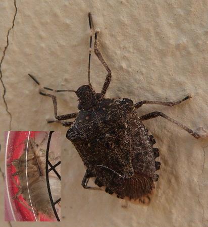 Halyomorpha halys