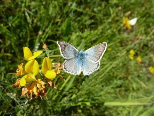 Polyommatus coridon