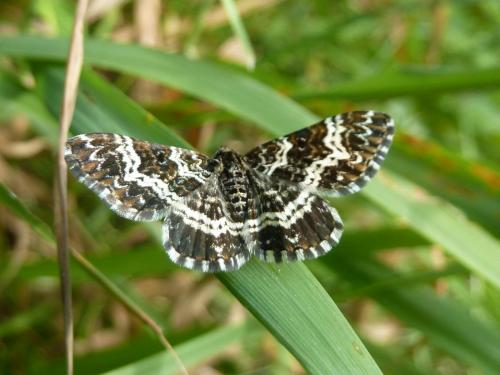 Réf. 215 721 : Epirrhoe tristata