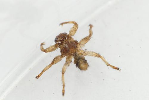 Réf. 215 817 : Lipoptena cervi