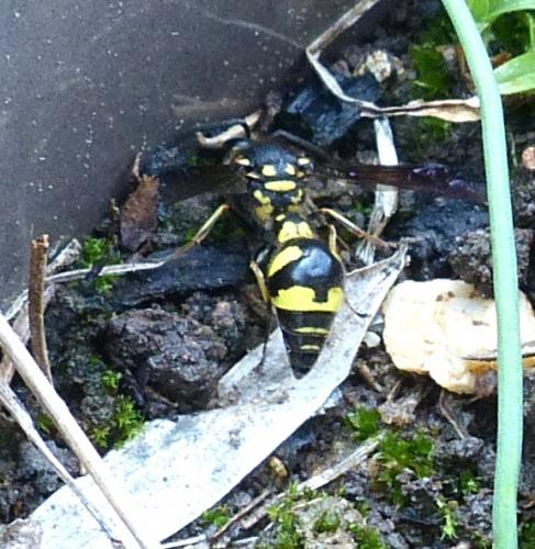 Eumenes coronatus