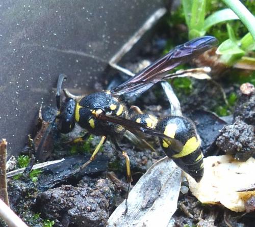 Réf. 215 023 : Eumenes coronatus
