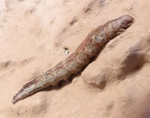 Réf. 215 072 : Dysgonia algira