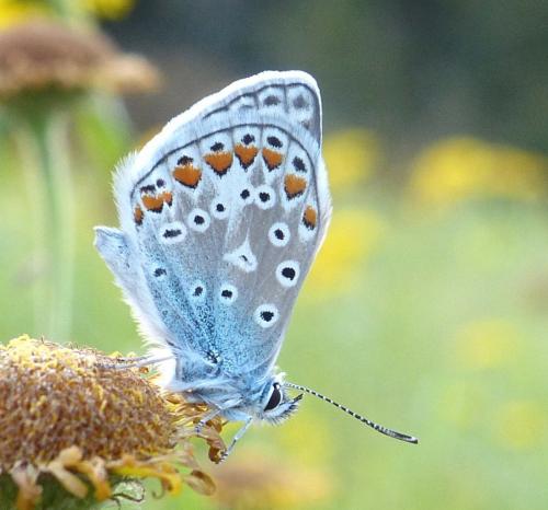 Polyommatus icarus