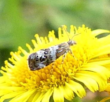 Tebenna micalis