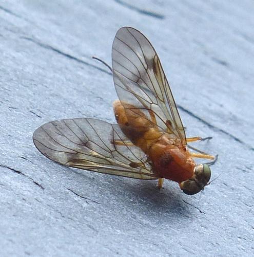 Chrysopilus laetus