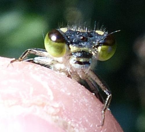 Ischnura elegans