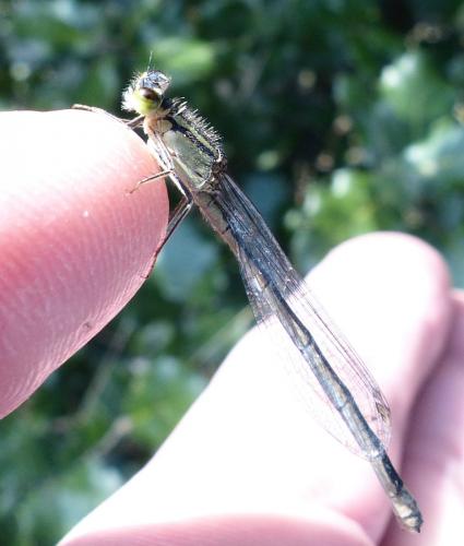 Réf. 215 185 : Ischnura elegans
