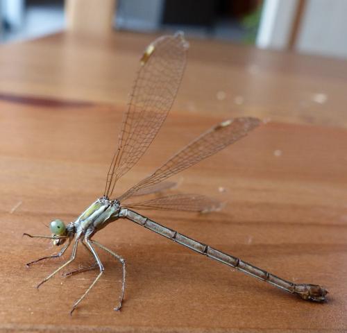 Réf. 215 144 : Lestes barbarus