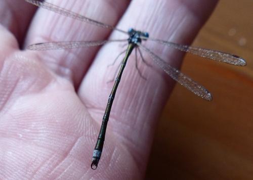 Lestes virens