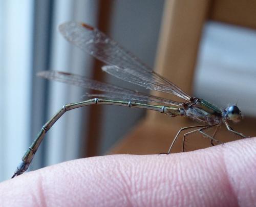 Réf. 215 131 : Lestes virens