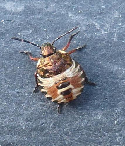 Carpocoris sp.