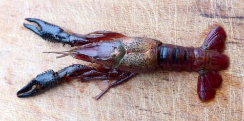 Réf. 215 298 : Procambarus clarkii