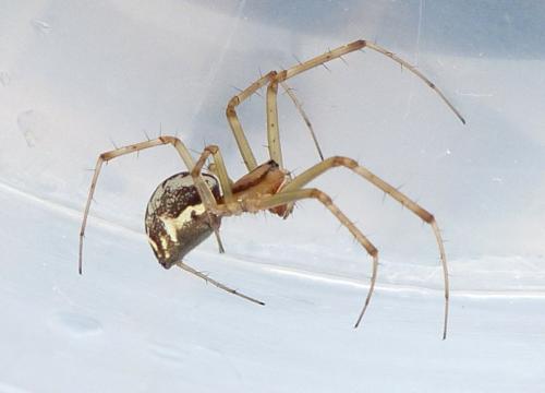 Réf. 215 483 : Linyphia triangularis