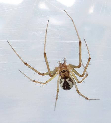 Réf. 215 481 : Linyphia triangularis