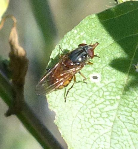 Réf. 215 486 : Rhingia campestris