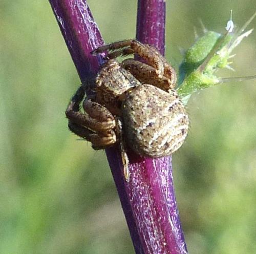 Xysticus sp.