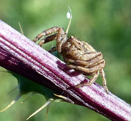 Xysticus sp.
