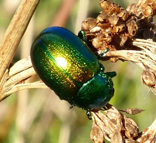Chrysolina graminis
