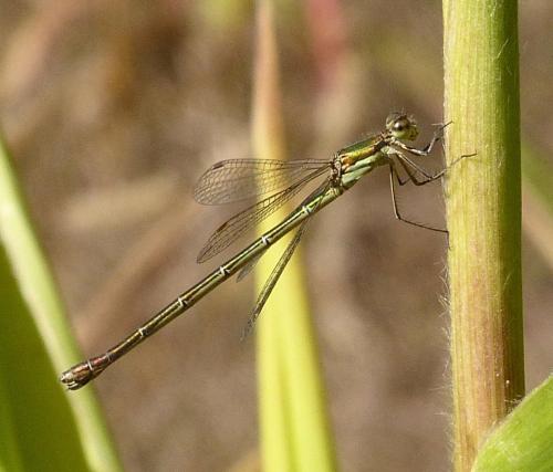 Lestes virens