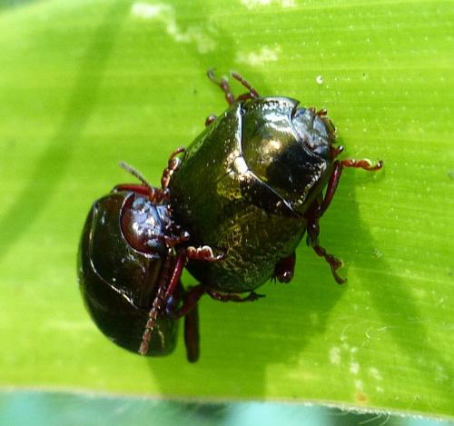 Réf. 215 622 : Chrysolina bankii