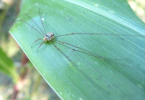 Réf. 215 625 : Dicranopalpus ramosus