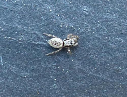 Salticus sp.