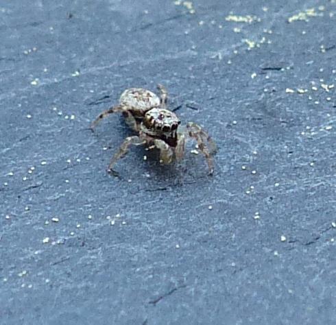 Salticus sp.