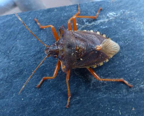 Réf. 215 600 : Pentatoma rufipes