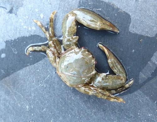Réf. 215 671 : Pisidia longicornis